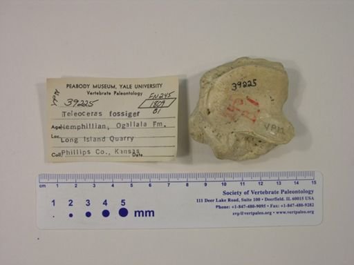 Teleoceras fossiger