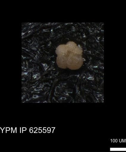 undet. Rugoglobigerinidae