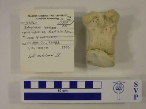 Teleoceras fossiger