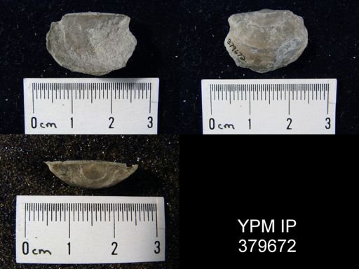 Pholidostrophia sp.