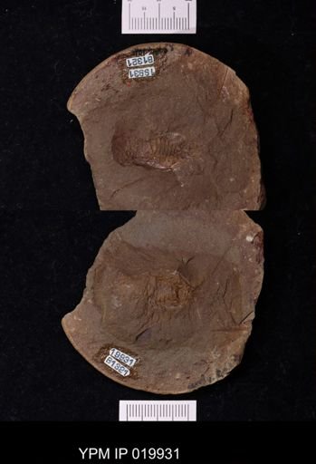 Anthracaris gracilis
