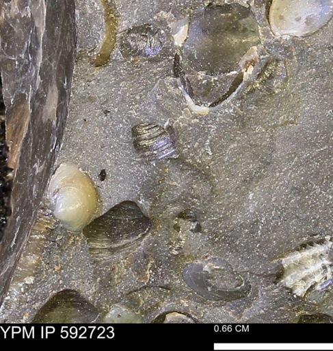 undet. Bivalvia