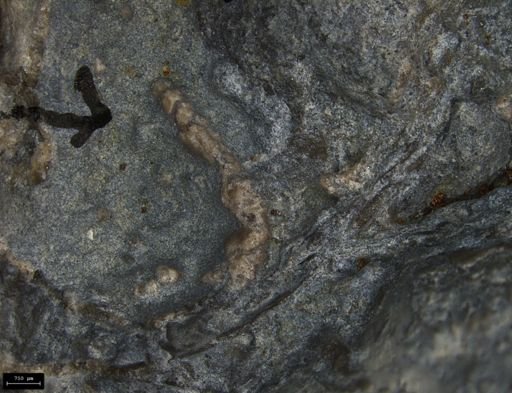 Aplocoma damesii