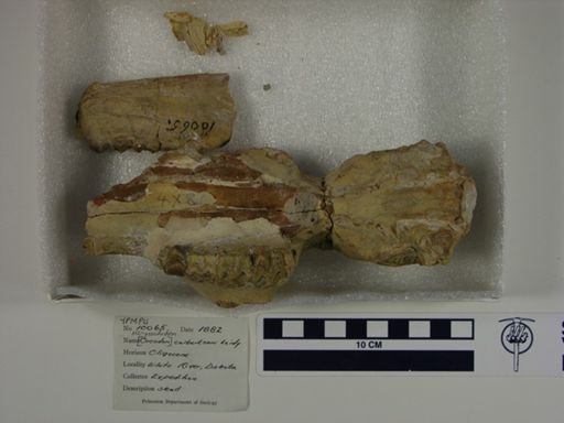 Merycoidodon culbertsoni
