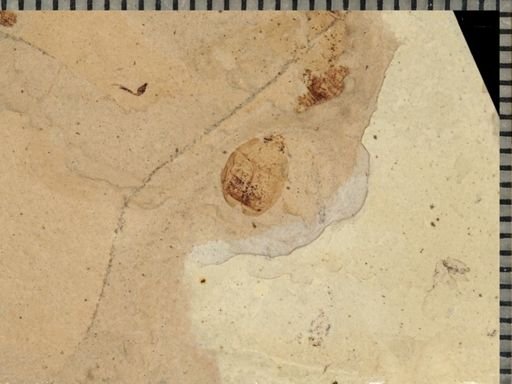 Chrysomelidae?