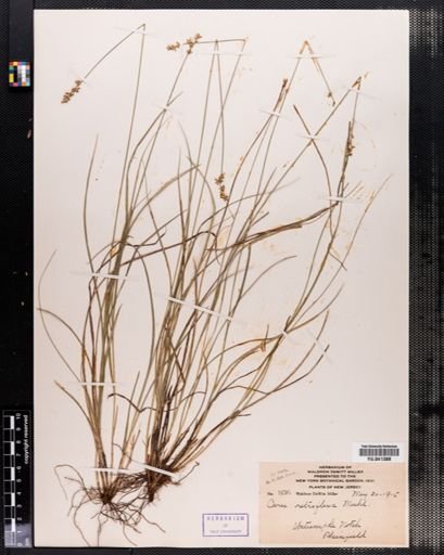 Carex retroflexa