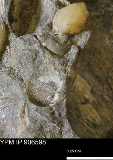 undet. Mollusca