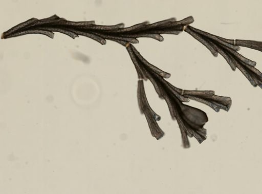 Crisia eburnea