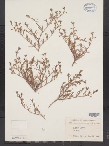 Spergularia marina