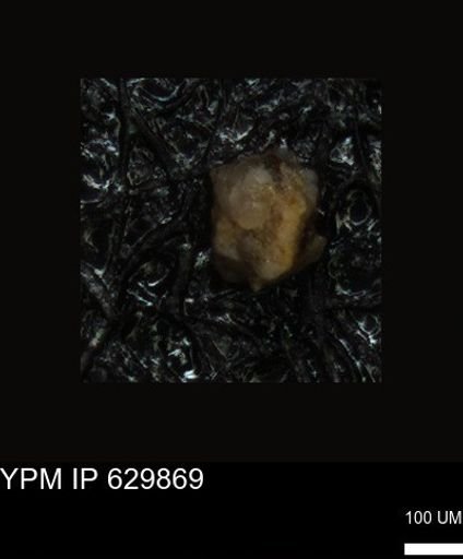 undet. Foraminiferida