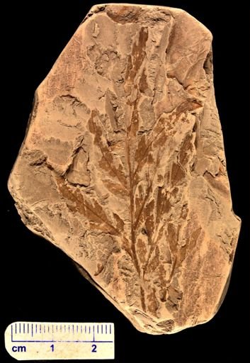 Asplenium dicksonianum