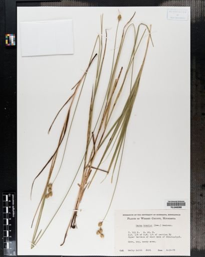 Carex brevior