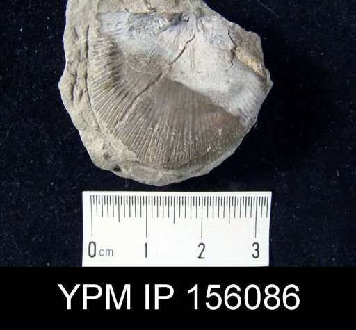 Strophoprion geniculatum