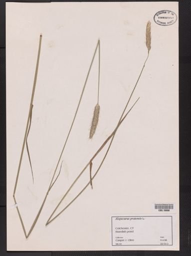 Alopecurus pratensis