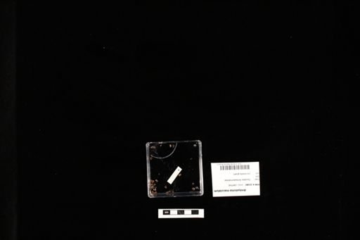 Ambystoma maculatum