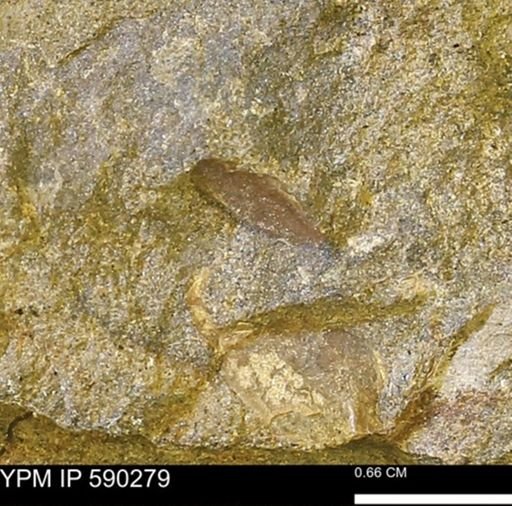 undet. Mollusca