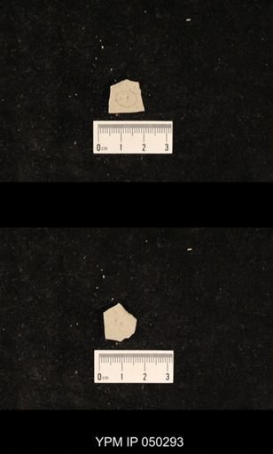 undet. Hexapoda