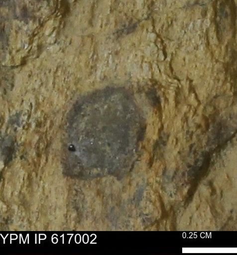 Teredo sp.