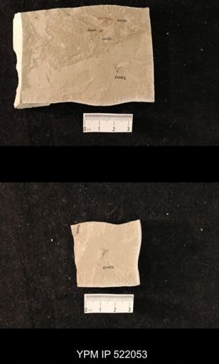 undet. Culicidae