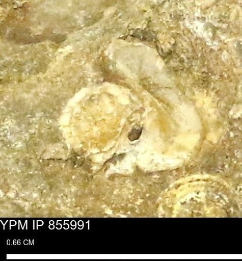 undet. Mollusca