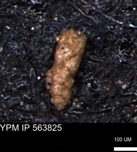 Verneuilinoides kansasensis
