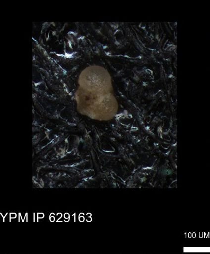 undet. Rugoglobigerinidae