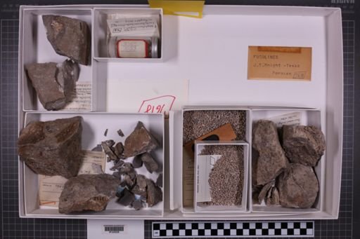 mixed taxa, stratigraphic collection