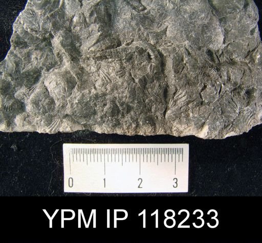 Dalmanella sp.