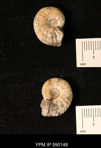 Discoscaphites sp.