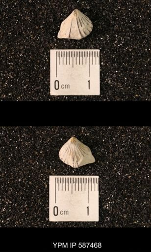 Camarotoechia whitei