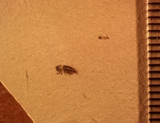 undet. Curculionidae
