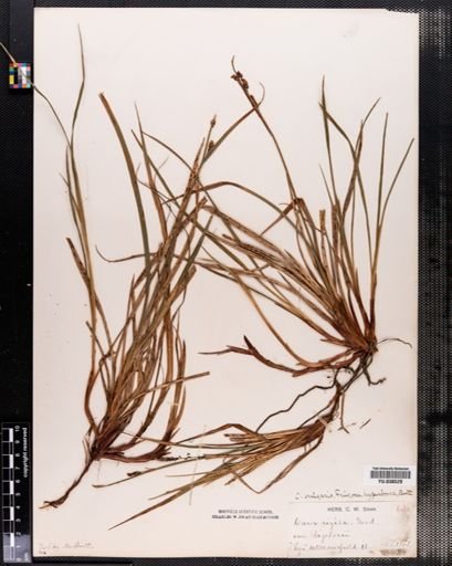 Carex bigelowii