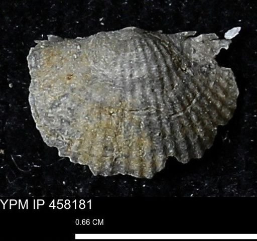 Chonetes mucronatus