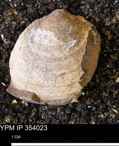 Limopsis striatopunctatus