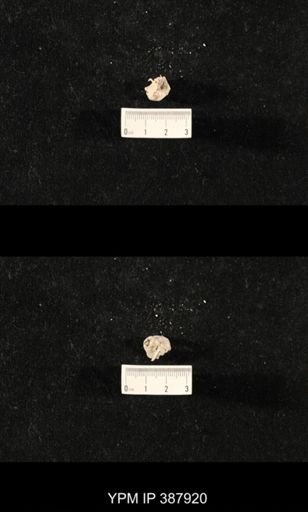 Hercosia sp.