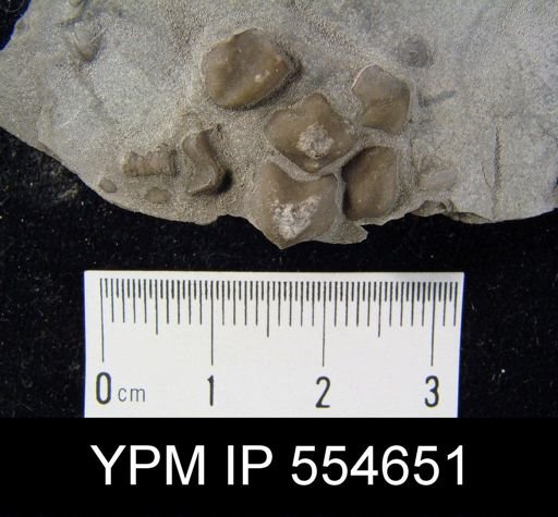 Hyattidina congesta junea