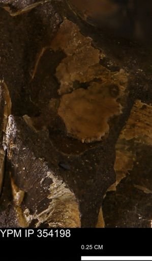 undet. Bivalvia