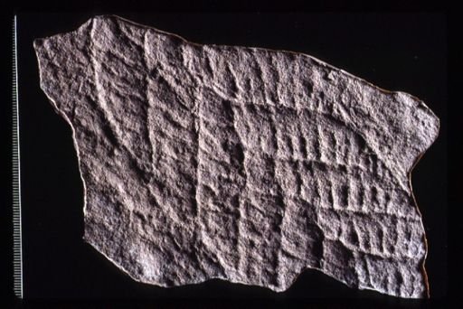 Charnia sp.
