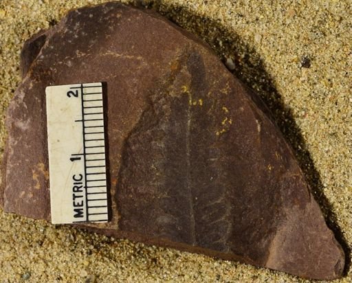 Pecopteris