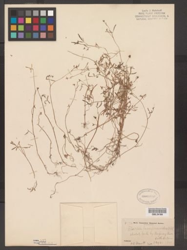 Floerkea proserpinacoides