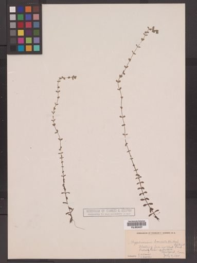 Hypericum boreale