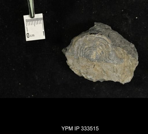 Leptaena rhomboidalis