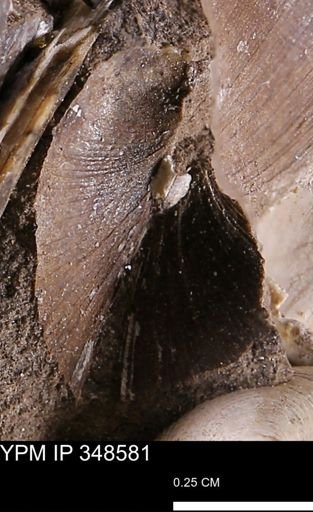 Limopsis striatopunctatus