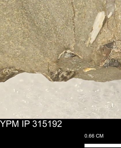 undet. Scaphitidae