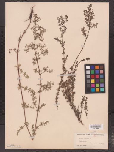 Galium mollugo