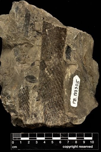 Lepidodendron sp.