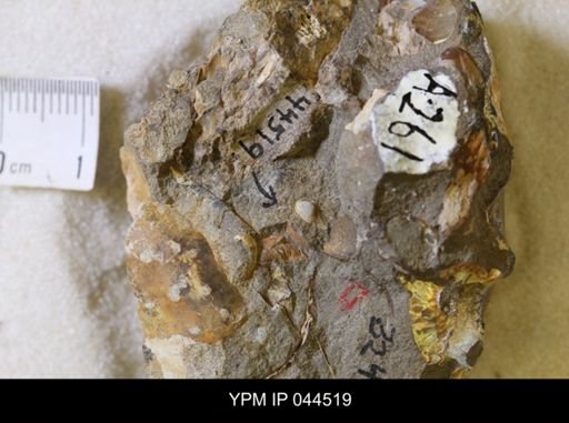 undet. Scaphitidae