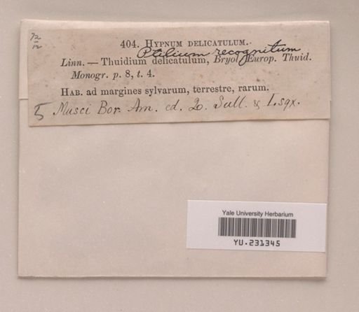 Thuidium recognitum