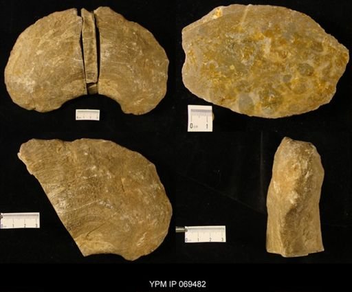 Titanosarcolites giganteus
