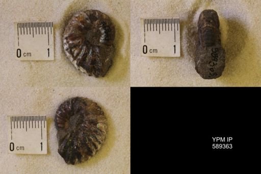 undet. Scaphitidae